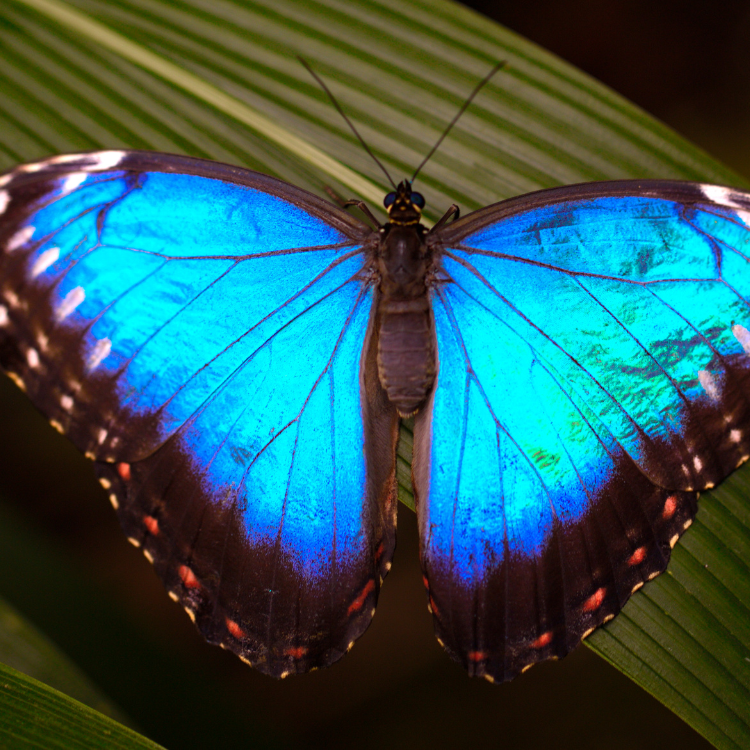 Motyl